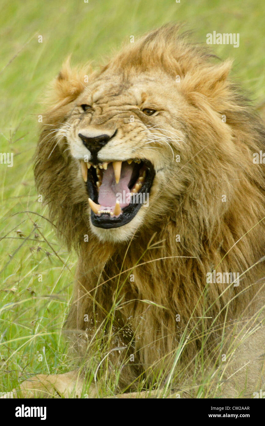 African male lion hi-res stock photography and images - Alamy