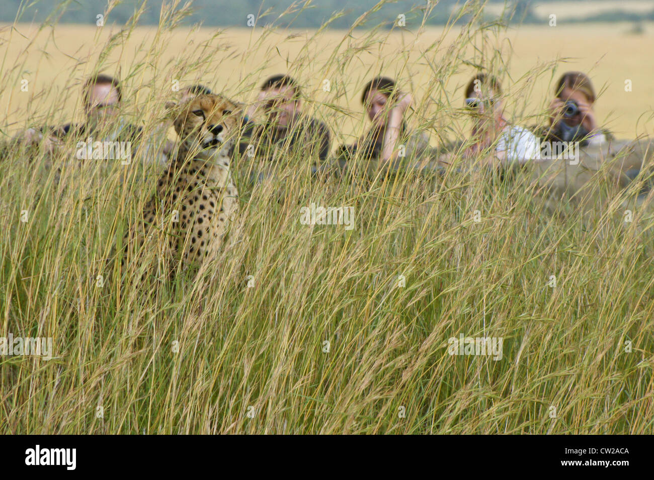 Tourists watching cheetah, Masai Mara, Kenya Stock Photo