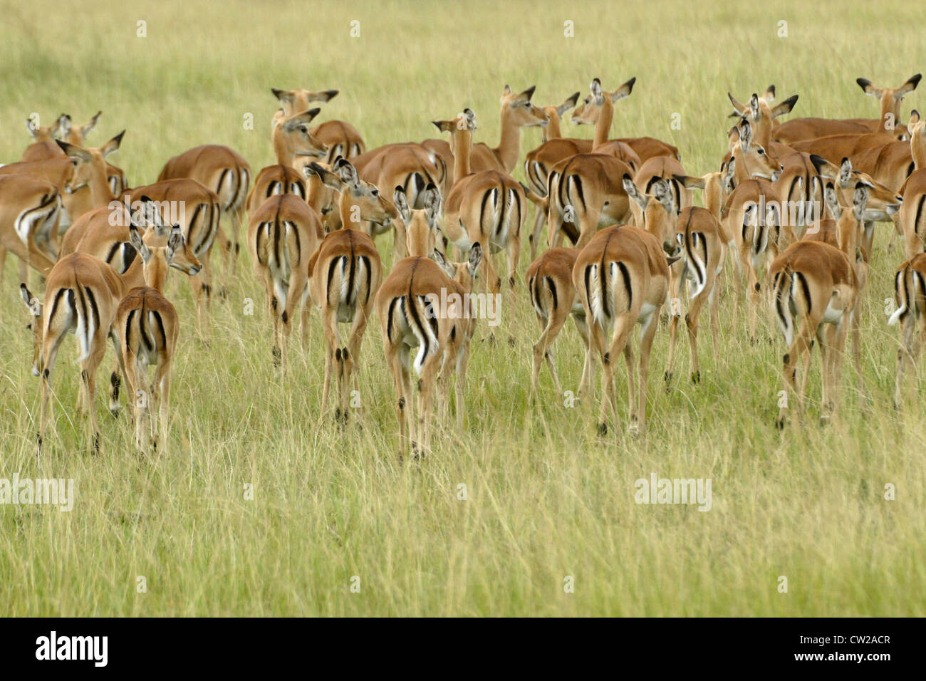 Female impalas (harem), Masai Mara, Kenya Stock Photo