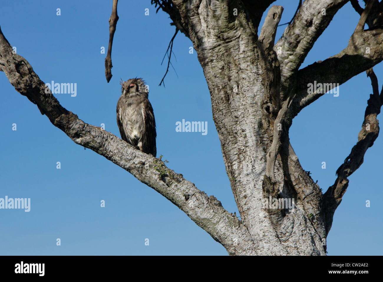 Verreaux's eagle owl sleeping in tree, Masai Mara, Kenya Stock Photo
