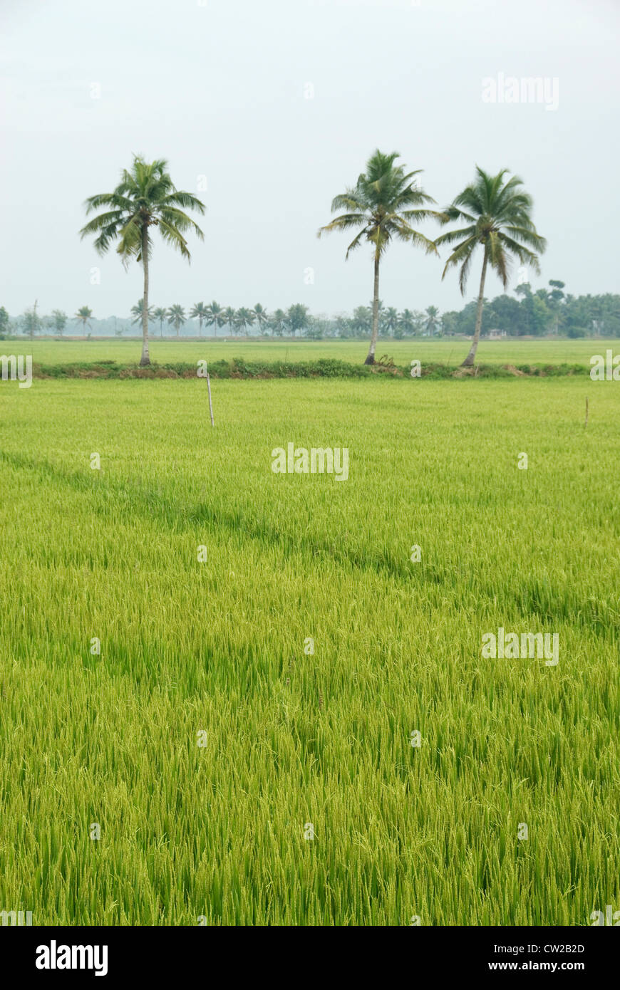 Kerala background hi-res stock photography and images - Alamy