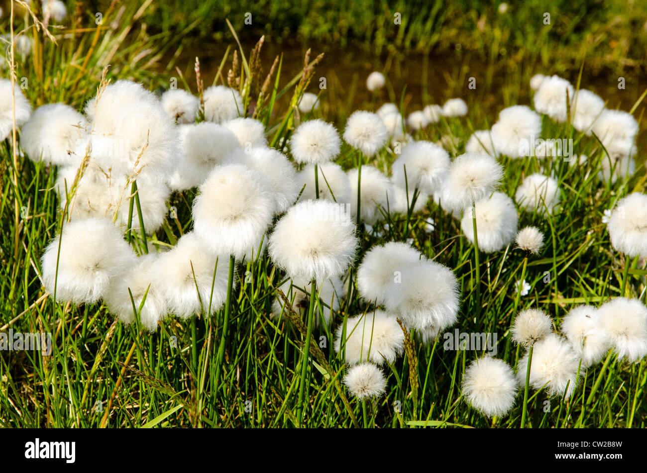 Arctic Cotton Grass Eriophorum Longyearbyen Spitsbergen Svalbard Norway Scandinavia Stock Photo