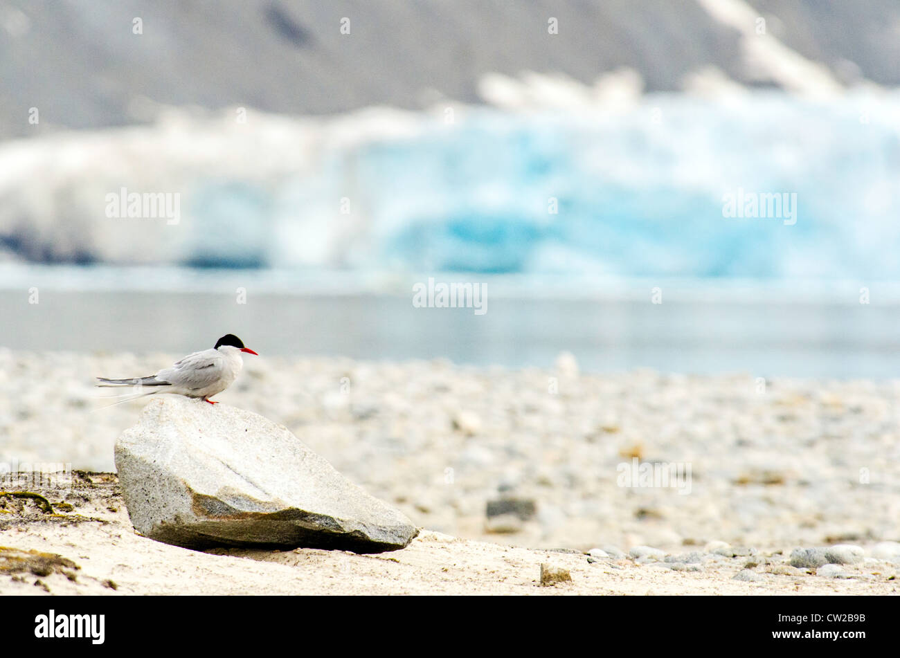 Arctic Tern Sterna paradisaea on the rock Spitsbergen Svalbard Norway Scandinavia Arctic Circle Stock Photo