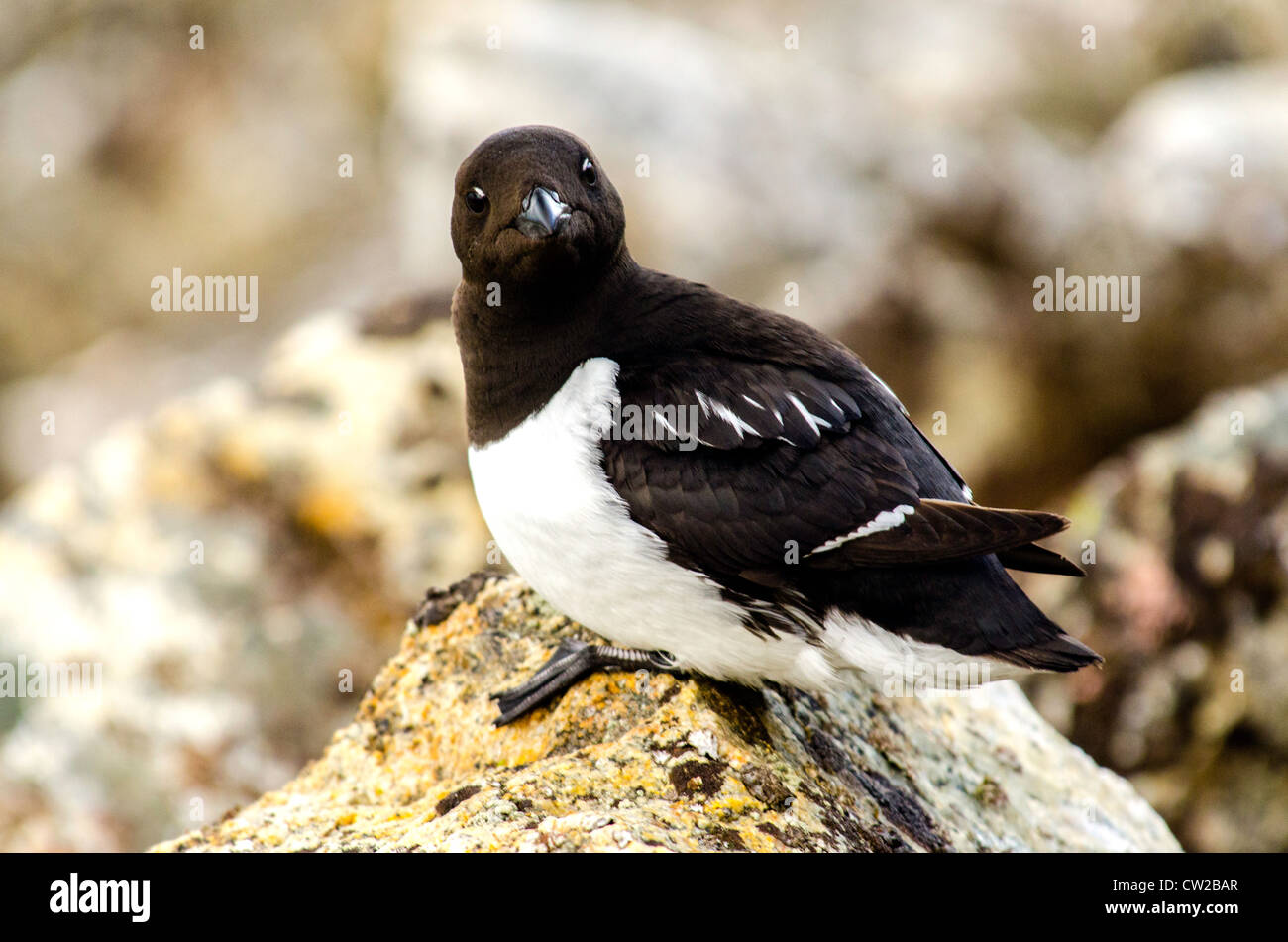 Little Auk or Alle Alle Dovekie on the rock Svalbard Norway Arctic Circle Stock Photo