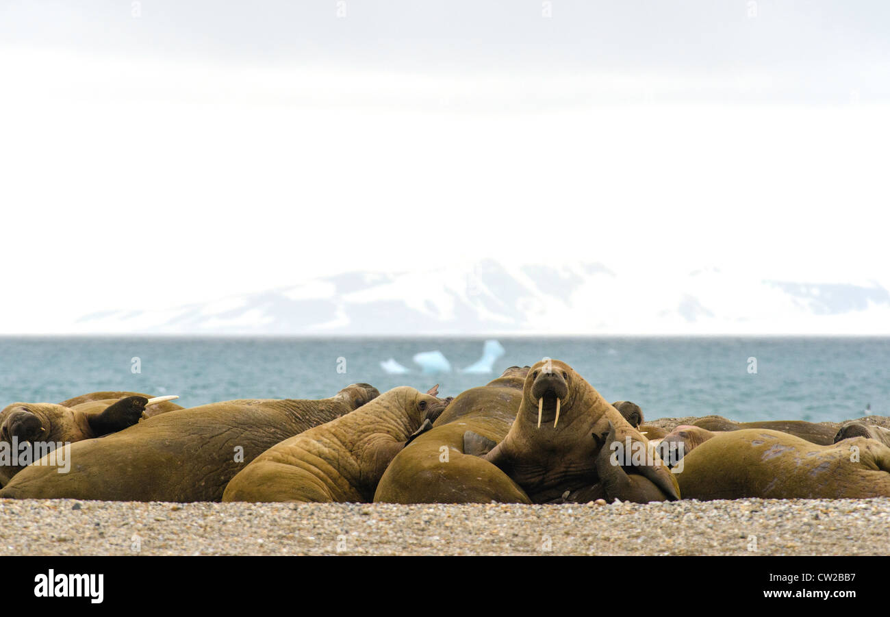 A herd of walruses Svalbard Norway Arctic Circle Stock Photo - Alamy