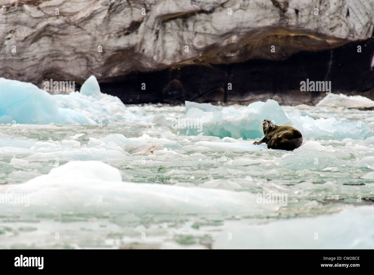 Bearded seal Erignathus barbatus on sea ice Svalbard Norway Arctic Circle Stock Photo