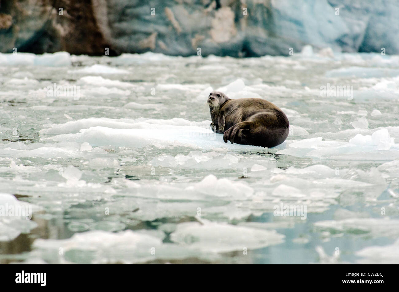 Bearded seal Erignathus barbatus on sea ice Svalbard Norway Arctic Circle Stock Photo