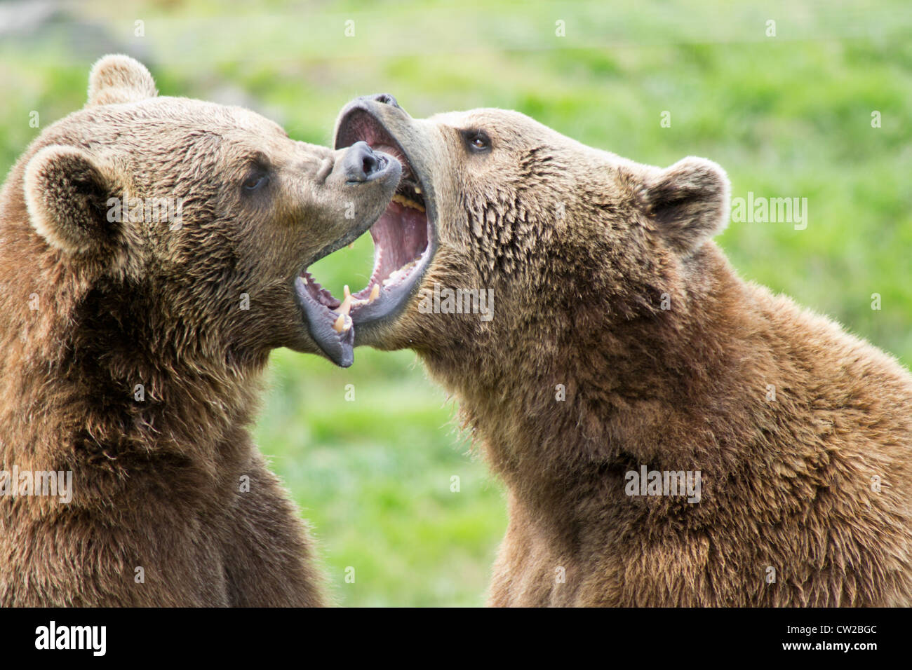 Two Brown Bears playfully fighting Stock Photo