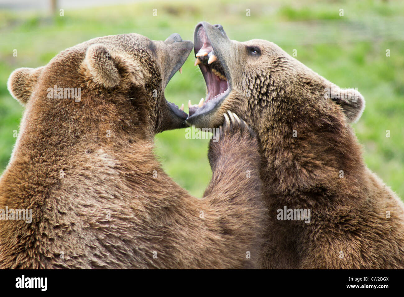 brown bear teeth