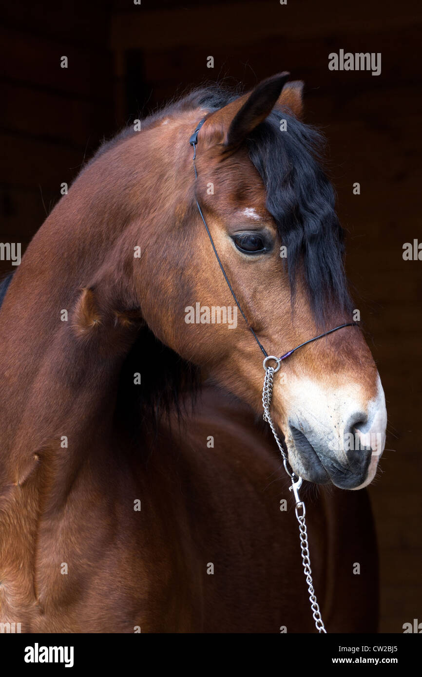 Portrait of dark bay horse in doorway of stable Stock Photo - Alamy