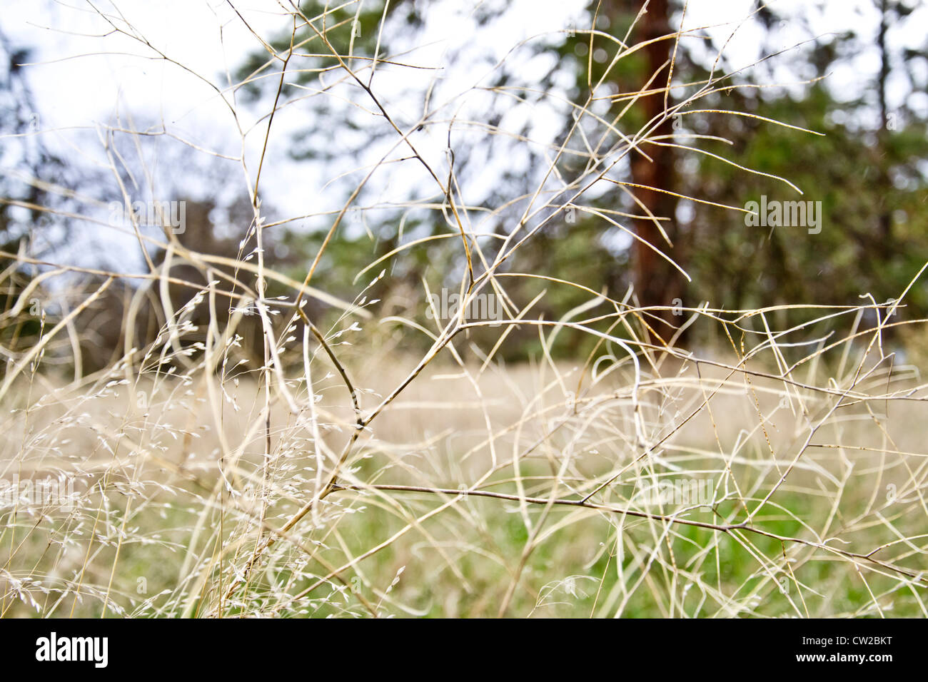 Dry Weeds High Resolution Stock Photography and Images - Alamy