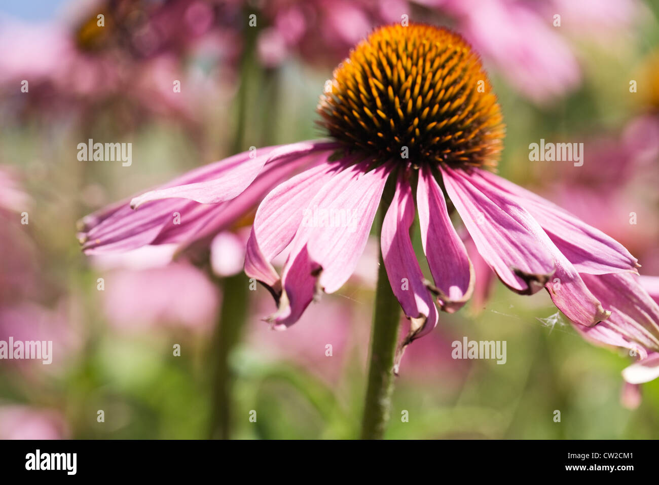 Blooming Echinacea Coneflower in garden Stock Photo Alamy