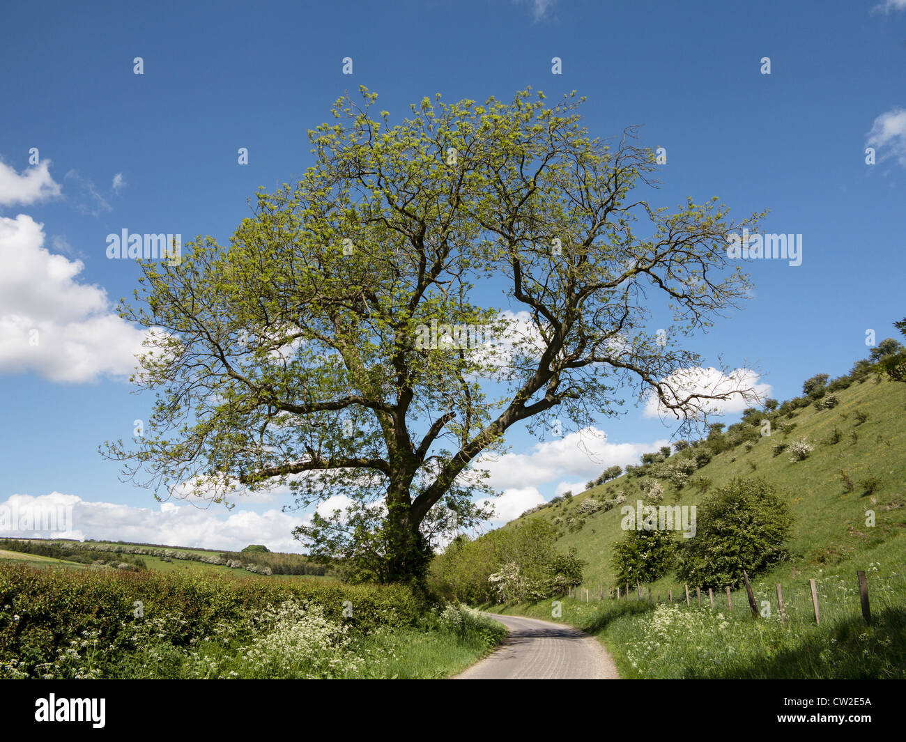 Old Ash tree coming into leaf in dry valley on the Yorkshire Chalk Wolds UK Stock Photo