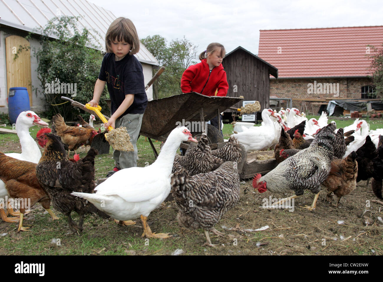 Resplendent village, children feed ducks and chickens on the farm Stock