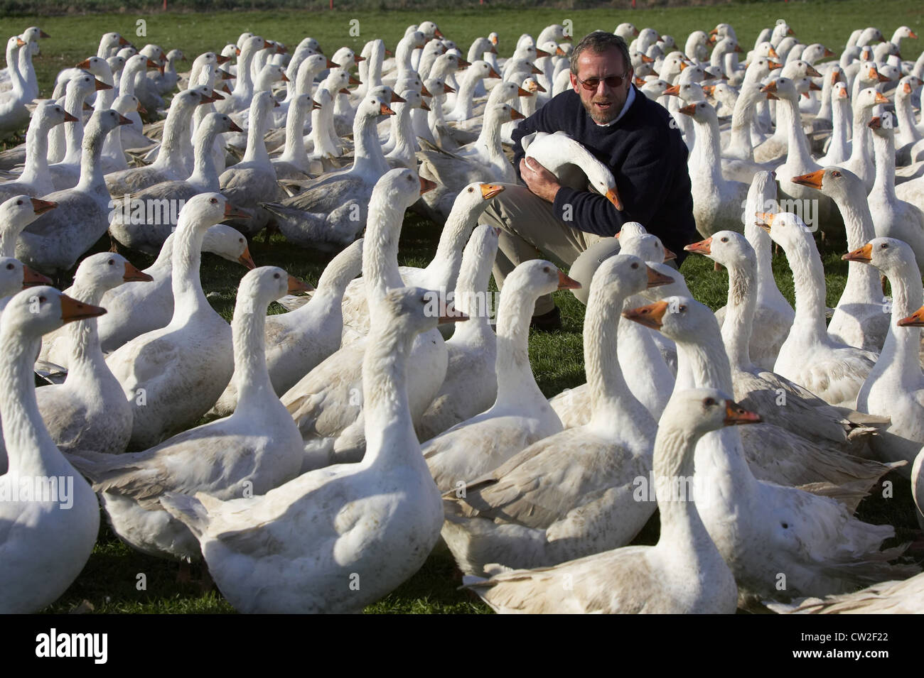 Farmer with free-range geese Stock Photo - Alamy