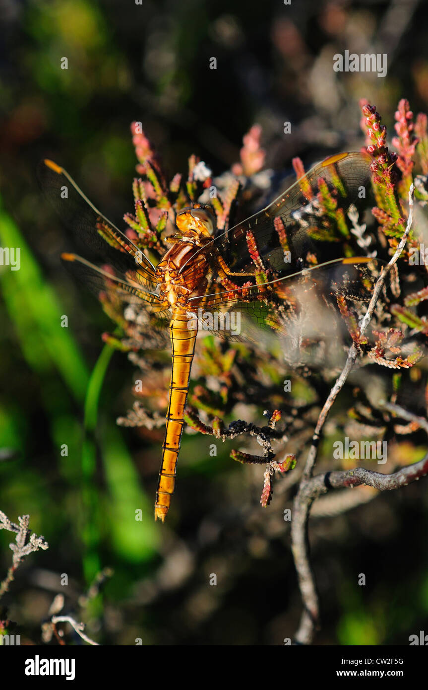 A female keeled skimmer dragonfly at rest UK Stock Photo