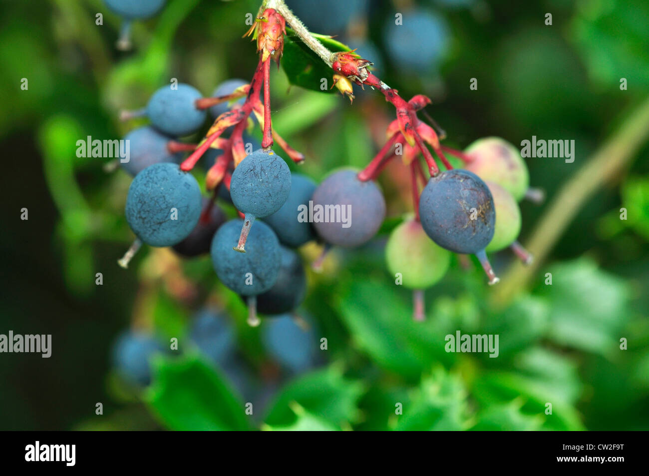 The berries of berberis darwinii, a garden shrub UK Stock Photo