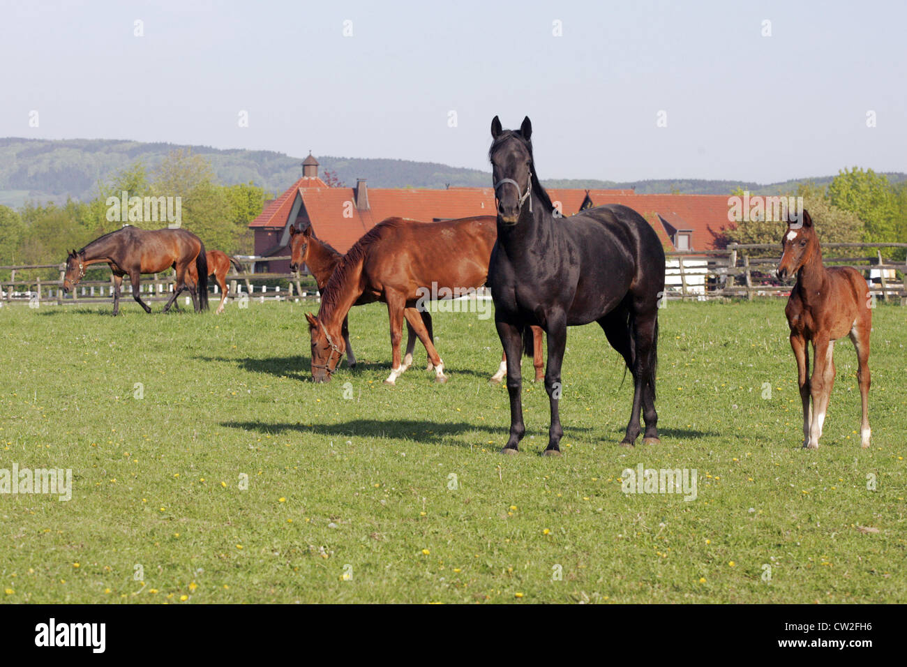 Mares with their foals in the paddock Stock Photo