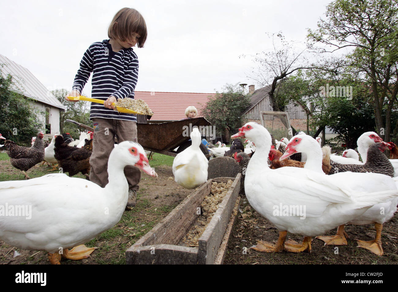 Resplendent village, children feeding chickens and ducks on the farm