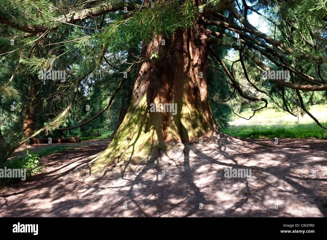 wellingtonia giant redwood tree goudhurst kent uk 2012 Stock Photo Alamy