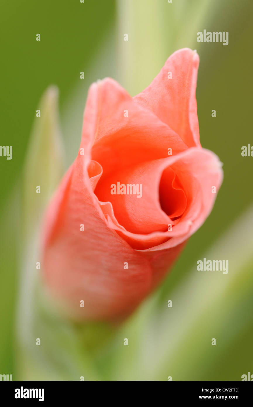 Flower of gladiolus (also known as sword-lily of flag) Stock Photo