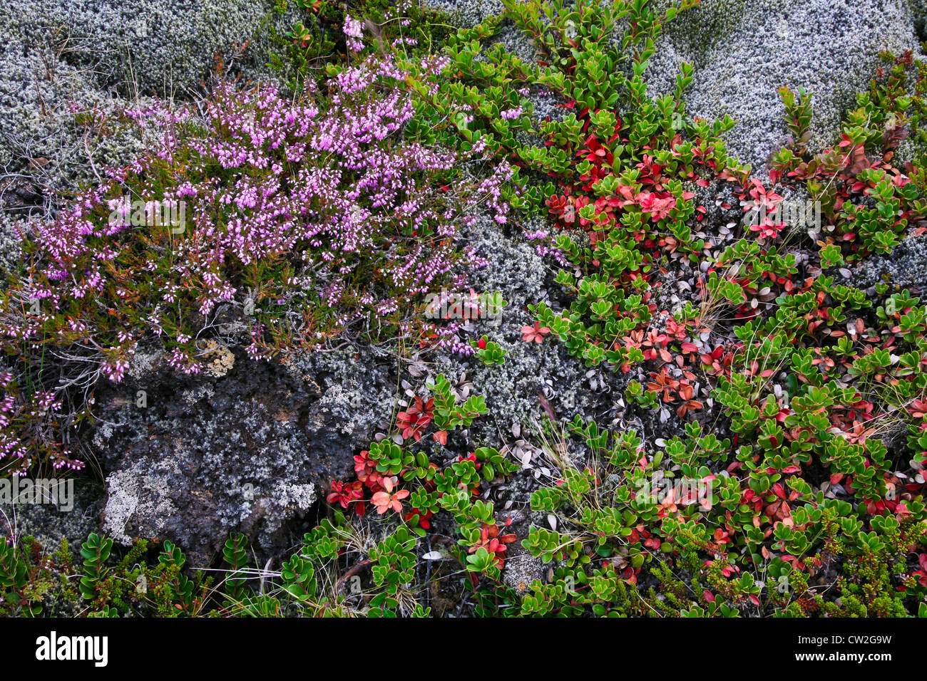 Wild thyme,Thymus praecox subsp. articus, and Reindeer Lichen and other vegetation growing over lava rocks in Iceland, Europe, botanicals, earth image Stock Photo