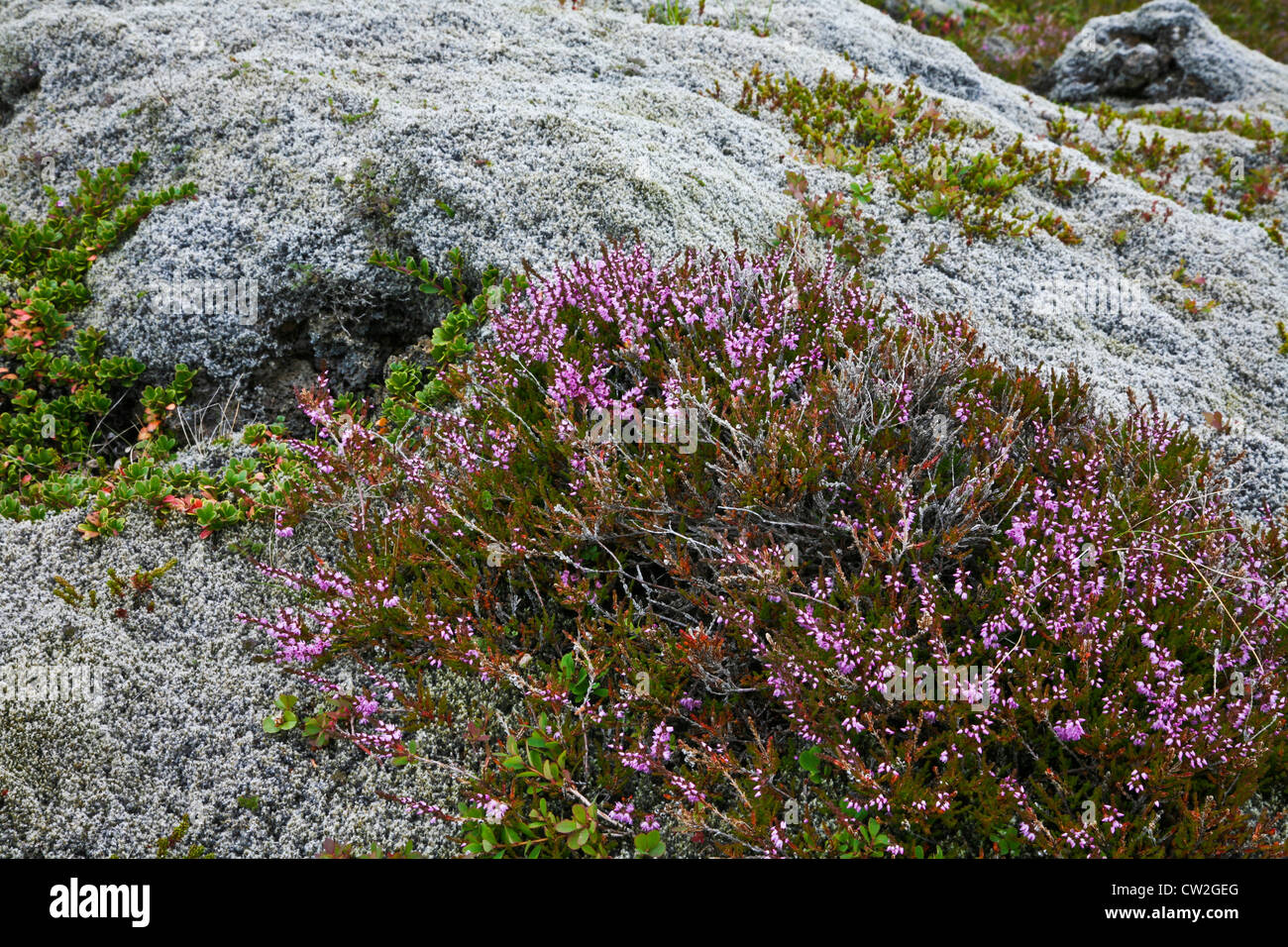 Reindeer Moss and wild Thymus praecox ssp. arcticus flowers growing among lava in the natural landscape of Iceland, Europe, botanicals, earth images Stock Photo