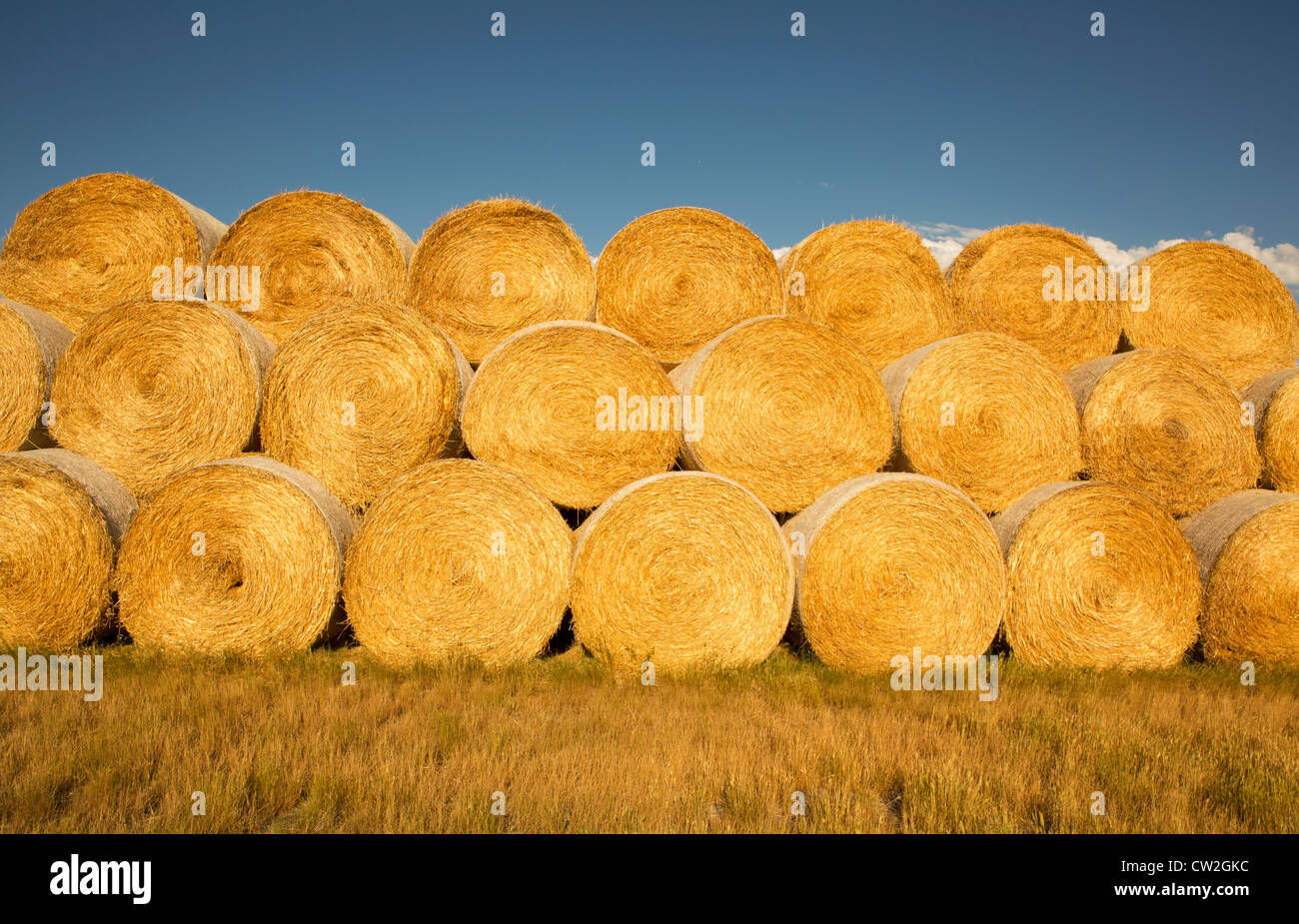 Hay bales in a field out of Choteau, MT Stock Photo