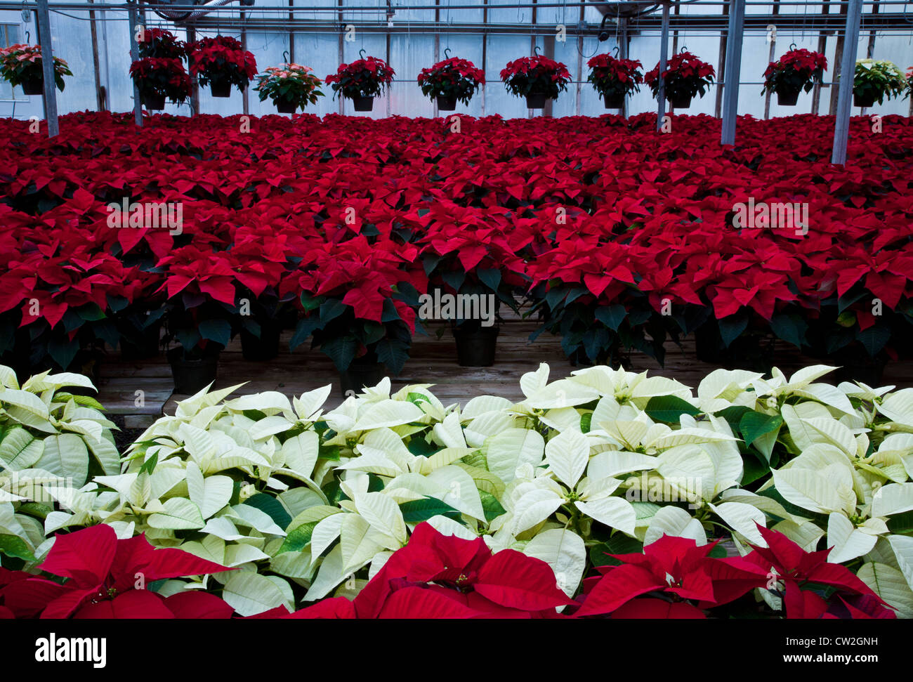 Red and white Poinsettia flowers inside nursery a winter greenhouse