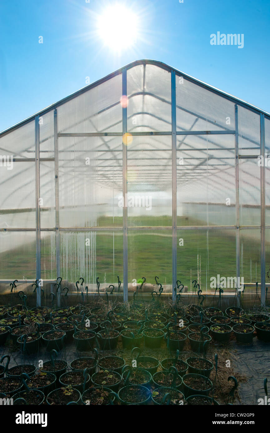 Greenhouse with sunshine and potted plants Stock Photo