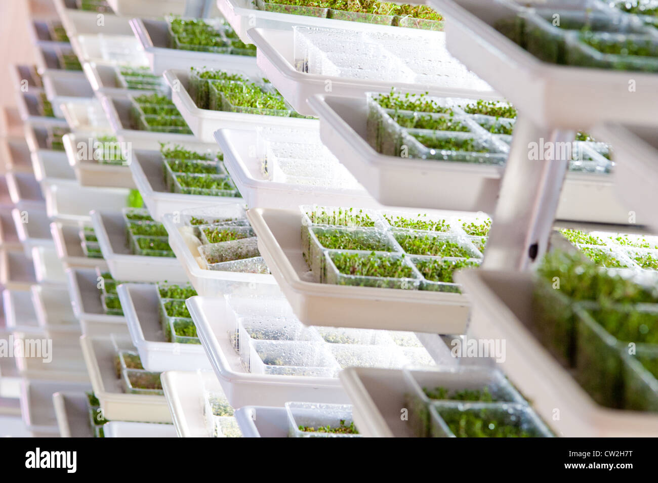 Hydroponically grown sprouts  Stock Photo