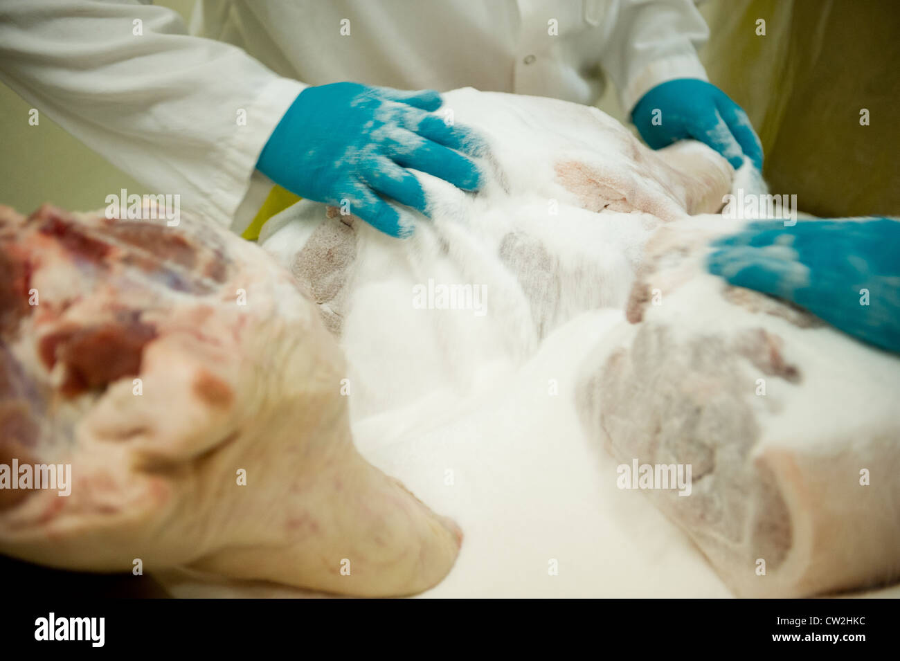 Workers making salt cured hams  Stock Photo