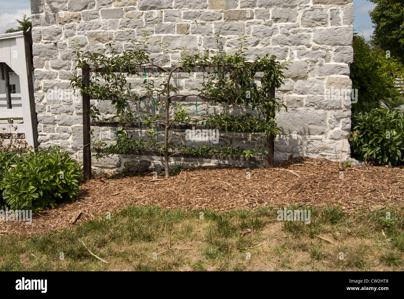 Apple tree trained in espalier against wall of stone building Stock Photo