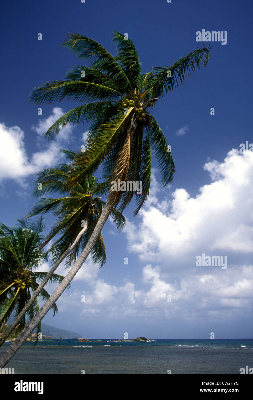 coconut tree, coconut trees, beach, town of Calibishie, Calibishie