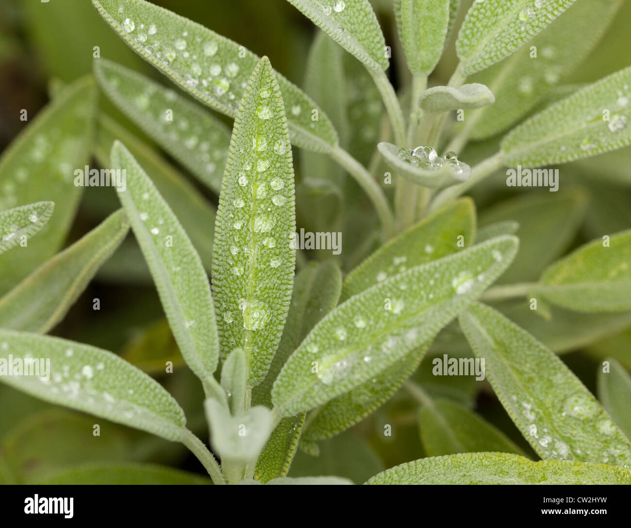 Leaves of Sage plant herb Stock Photo