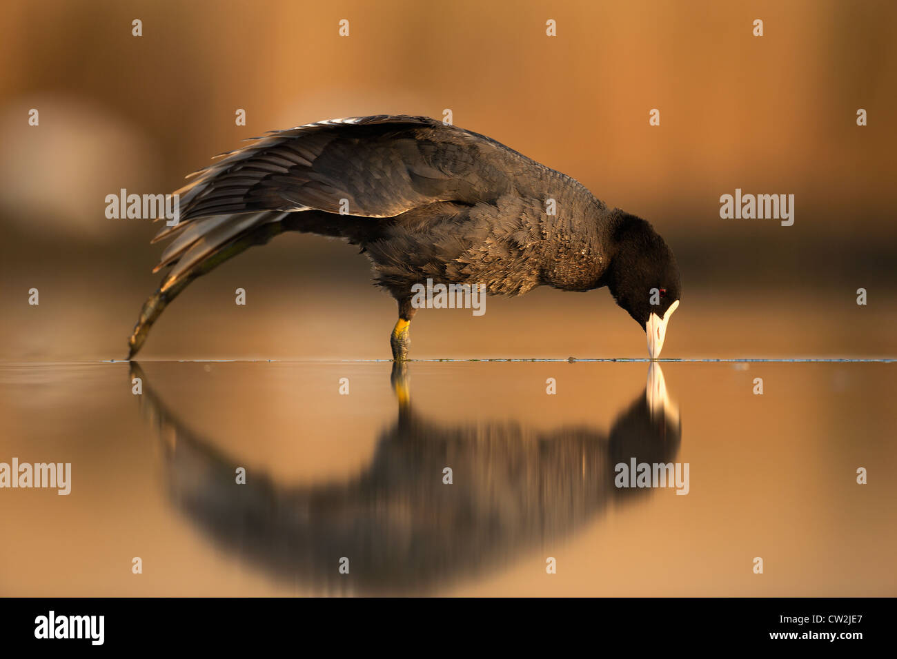 Eurasian Coot(fulica atra)Hungry Stock Photo