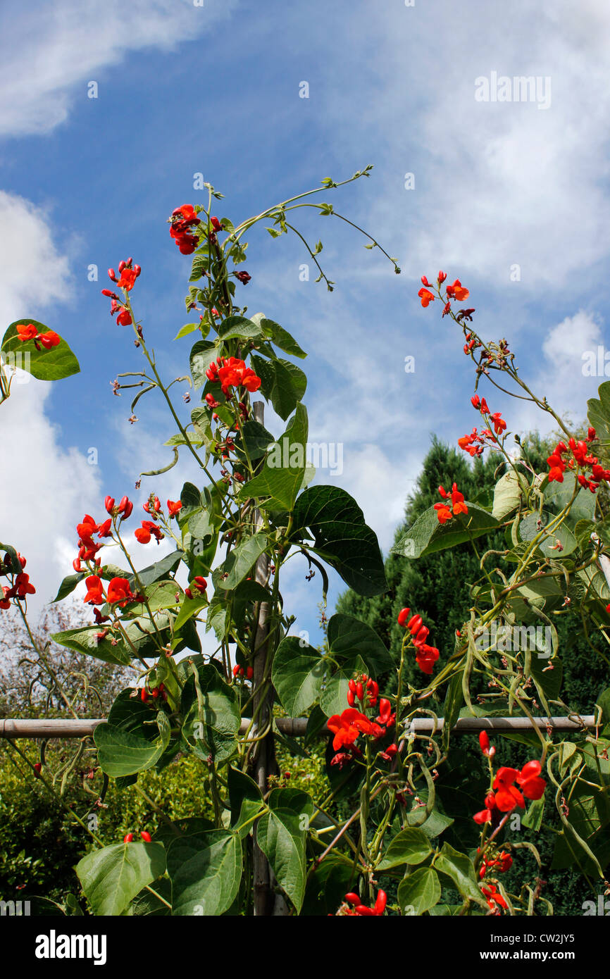 Runner Bean "Lady Di Stock Photo Alamy