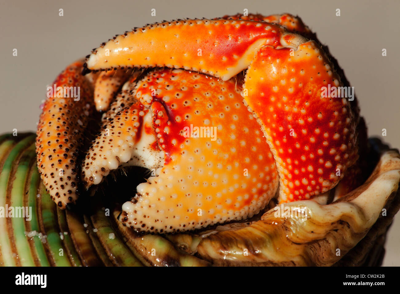 Hermit Crab (Anomura spp). Protect themselves by using the empty shells of molluscs.Seychelles. Stock Photo