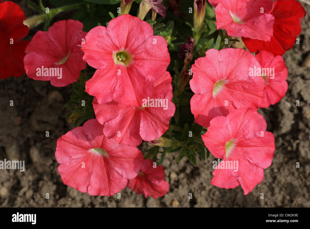 Hybrid of petunia hi res stock photography and images Alamy