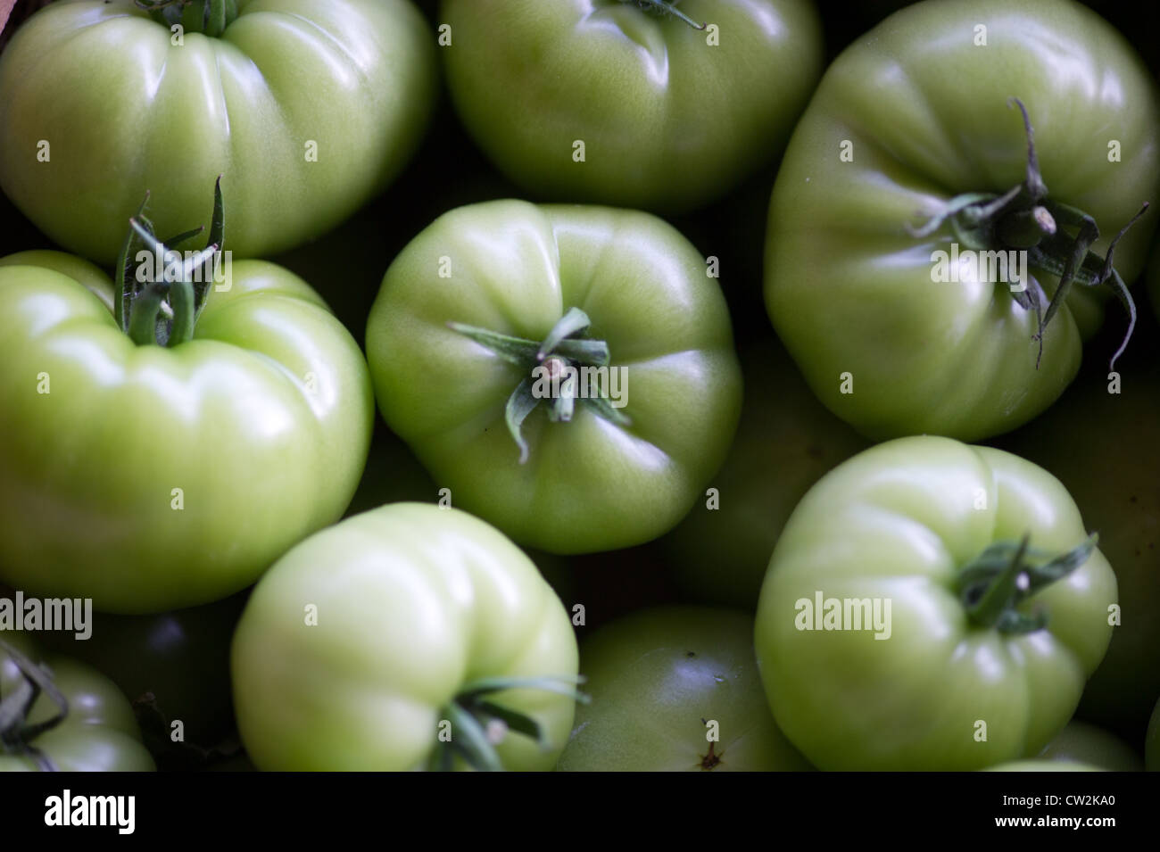 Green tomatoes Stock Photo