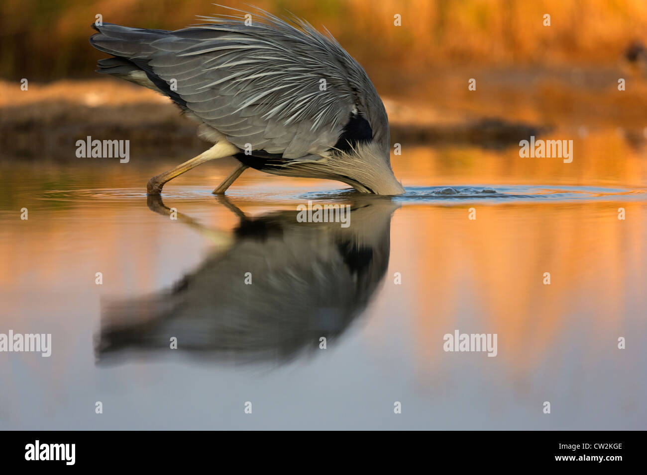 Grey Heron(Ardea cinerea) diving for prey.Hungry Stock Photo