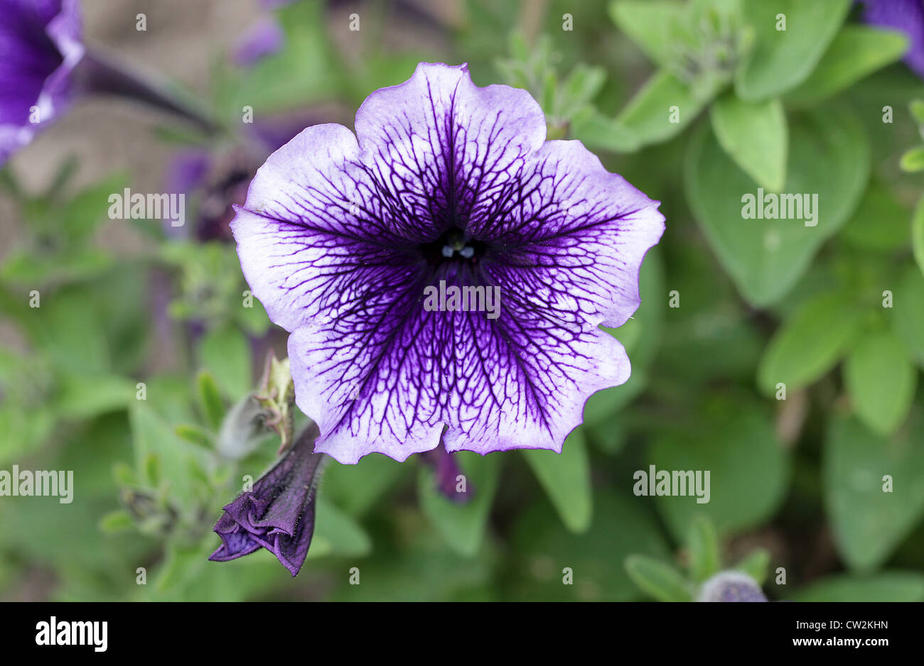 F1 Hybrid Petunias Petunia Hybrida Solanaceae Garden Origin Stock Photo Alamy