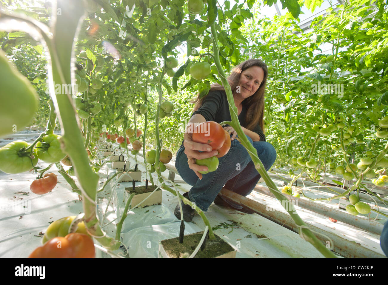 Woman farmer and hydroponically grown tomatoes  Stock Photo