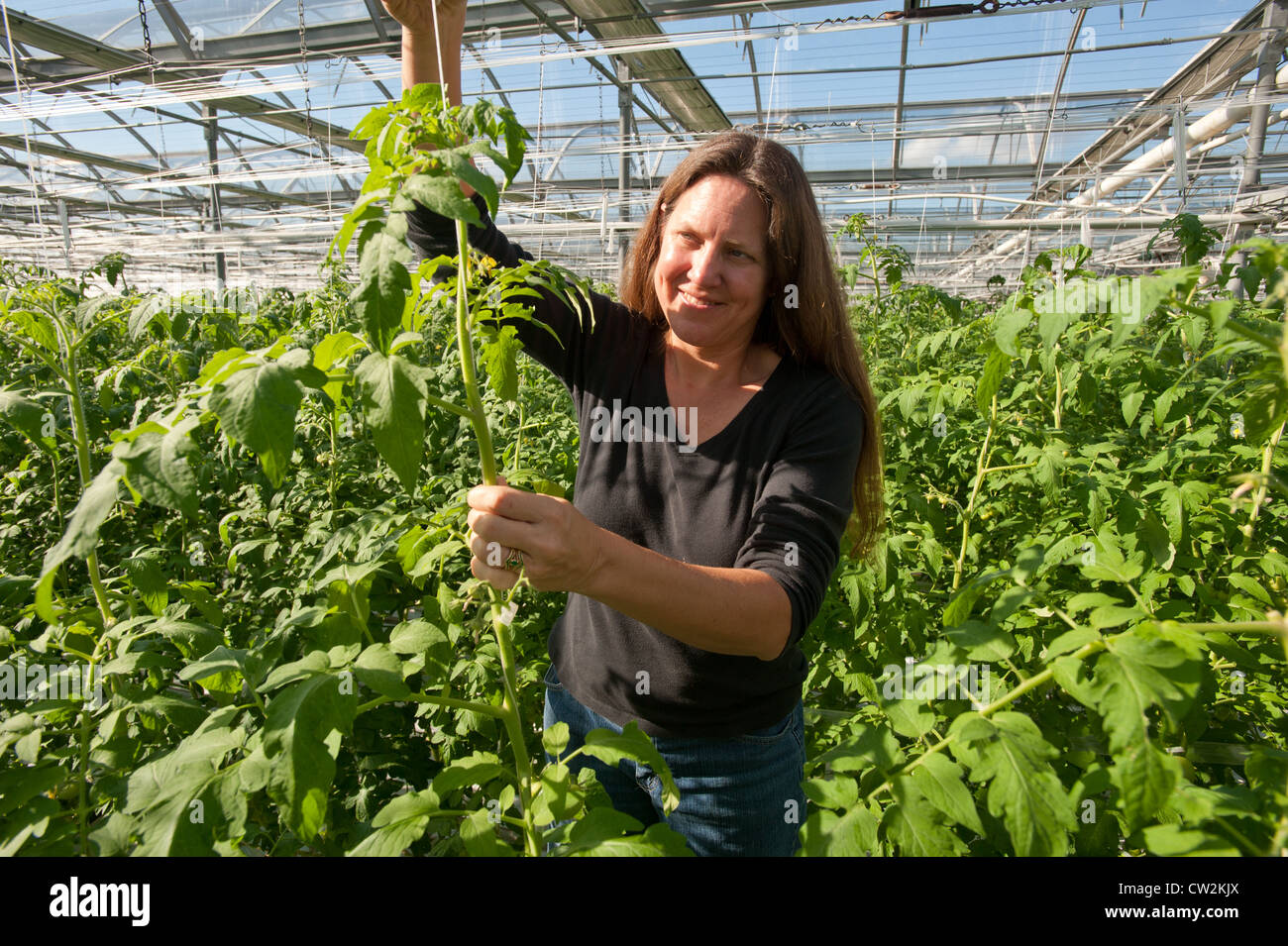 Woman farmer and hydroponically grown tomatoes Stock Photo