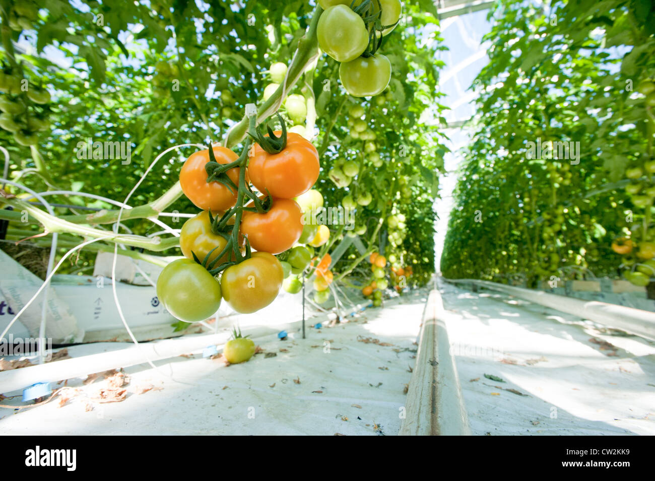 Hummingbird Farm , Ridgely MD Stock Photo