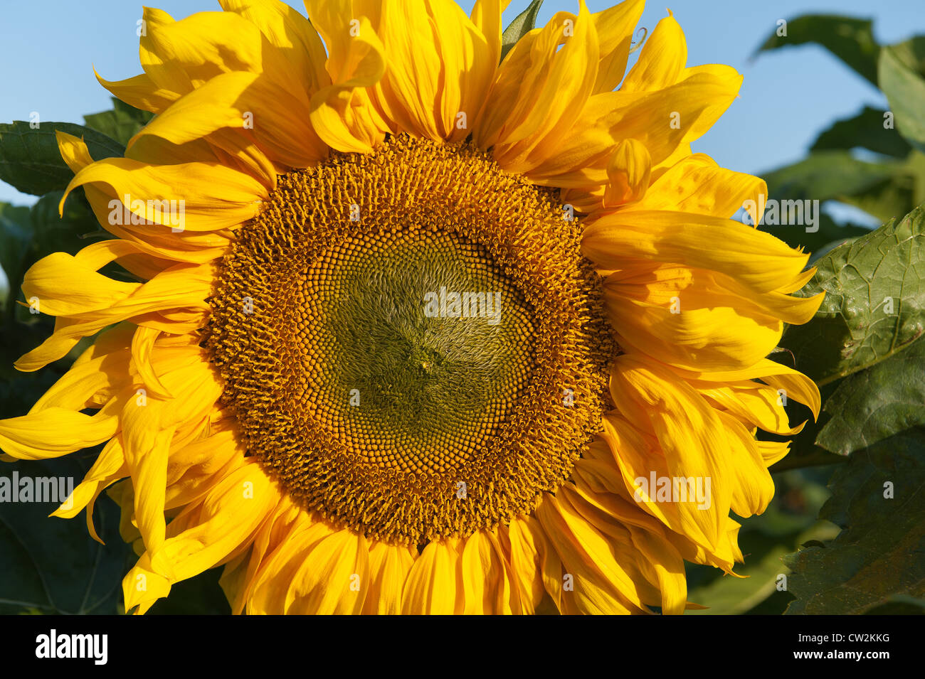 Early morning sunshine sunflowers field full bloom flower UK with