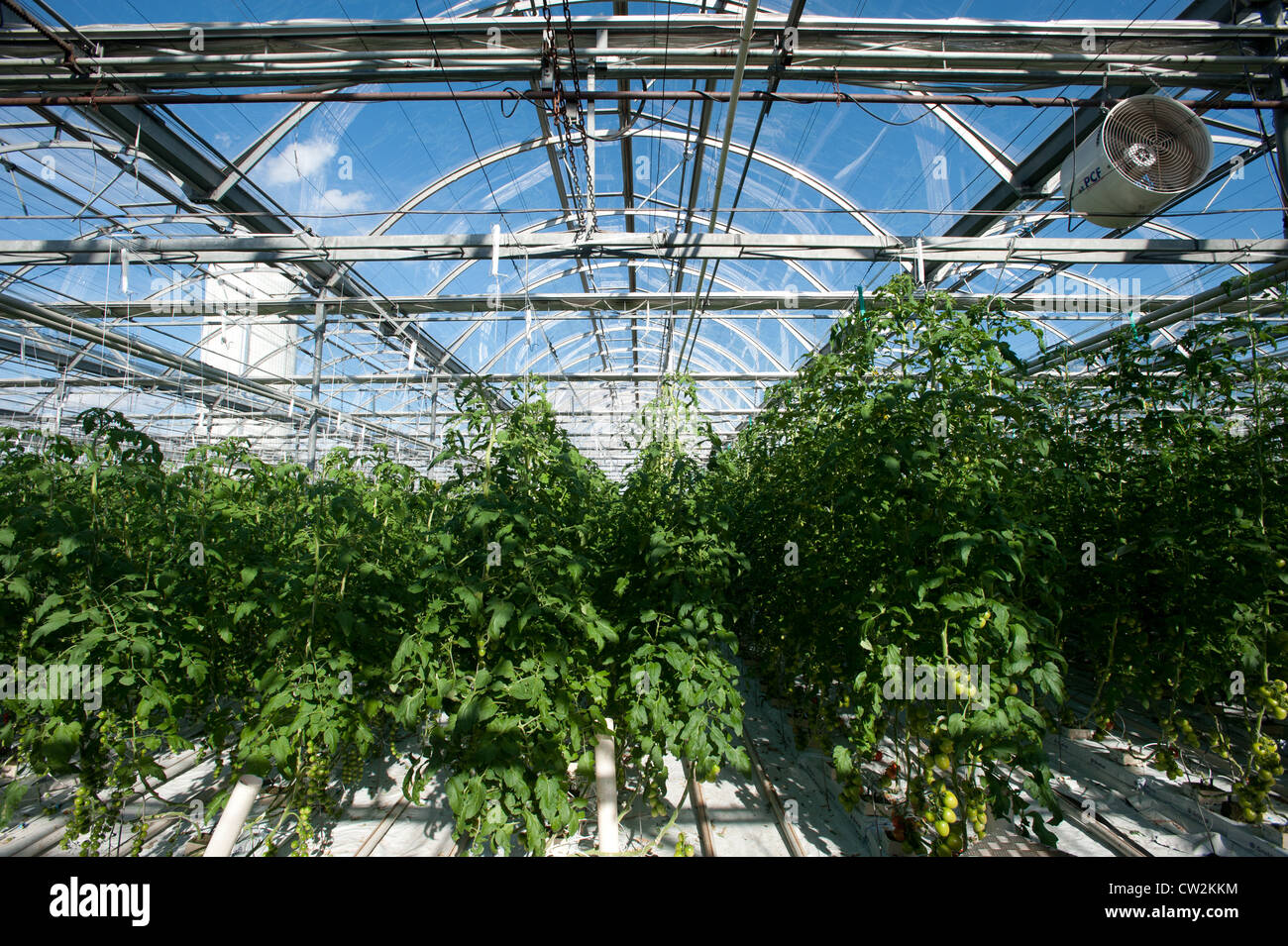 Hydroponically grown tomatoes Stock Photo