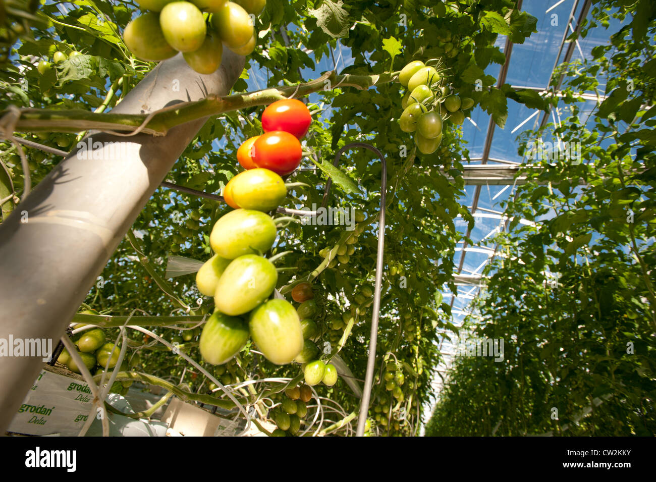 Hydroponically grown tomatoes Stock Photo