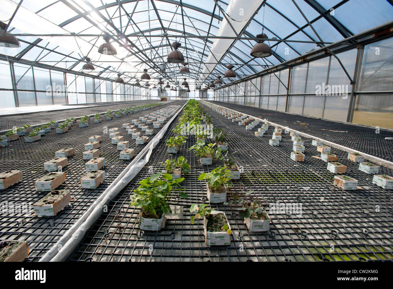 Hydroponically grown tomatoes Stock Photo