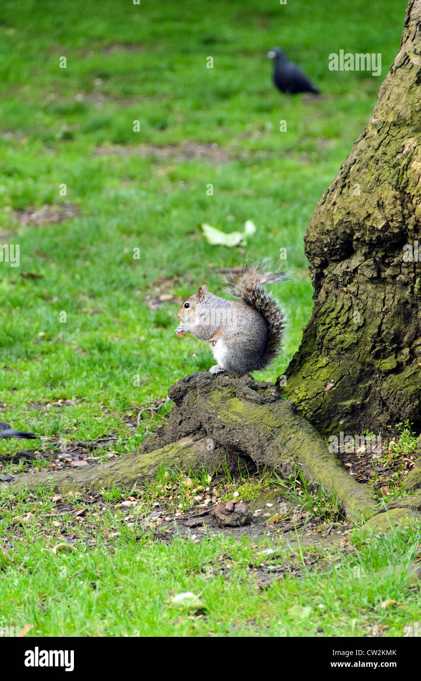Squirrel eating at Regent's Park London, England Stock Photo Alamy